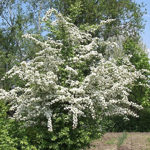 Eenstijlige meidoorn (Crataegus monogyna) in bloei